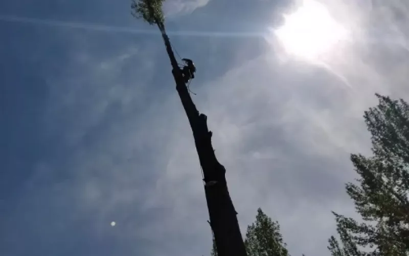 Poda de altura en Palencia con equipos especializados