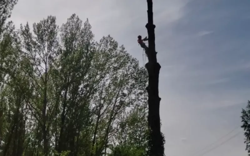 Poda de árboles altos en Palencia