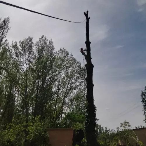 Poda de árboles altos en Palencia