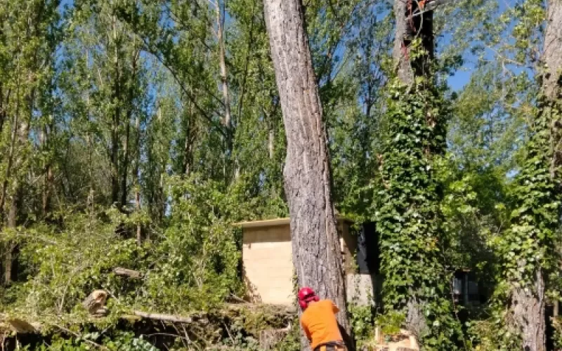 Poda de altura en Palencia para evitar riesgos