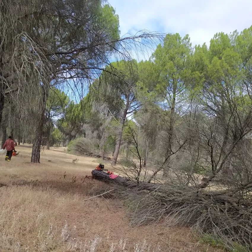 Diseño y creación de jardines a medida en Palencia