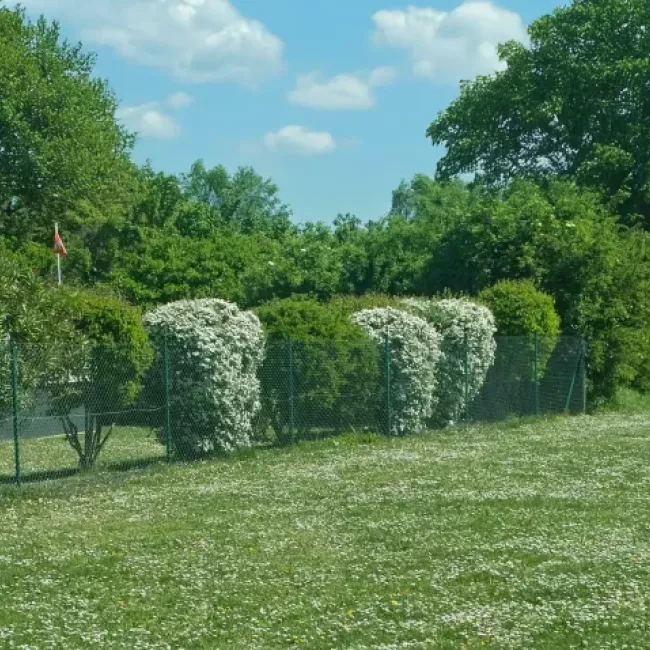 Desbroce de parcelas y terrenos