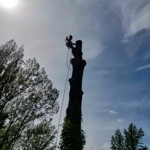 Poda de altura profesional en Palencia para árboles frutales