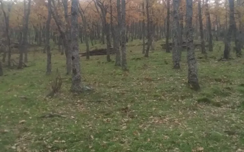 Paisajismo y diseño de jardines en Palencia