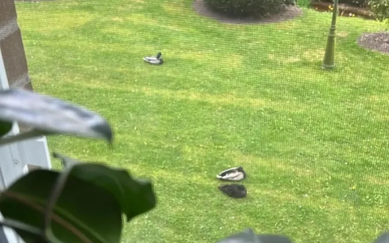 cuidado del jardin