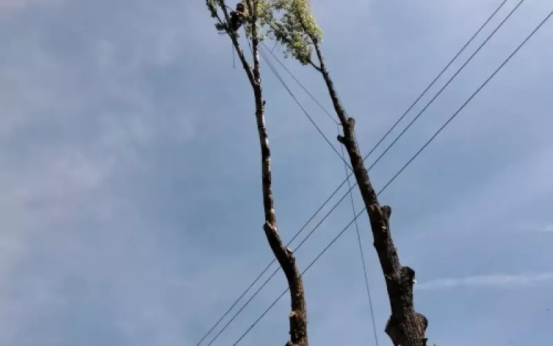 Expertos en poda de altura en Palencia