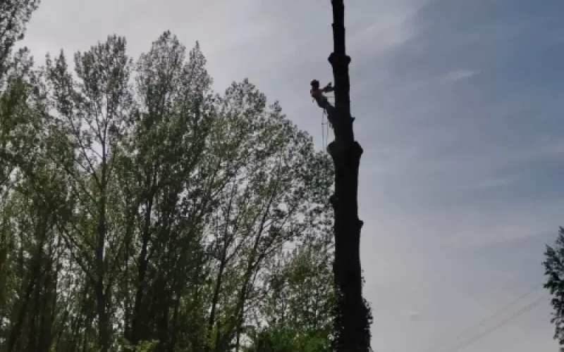 Poda de árboles altos en Palencia