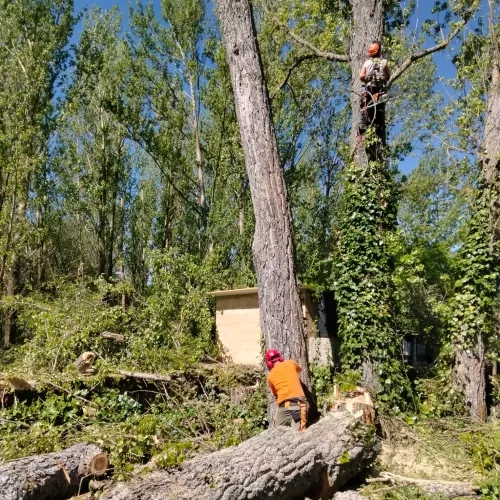 Poda de altura en Palencia para evitar riesgos