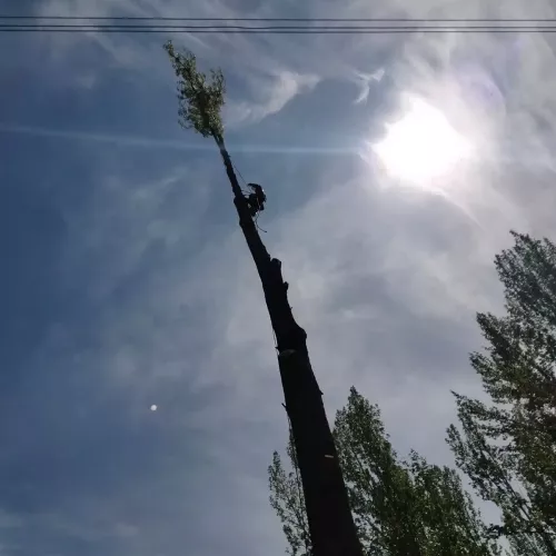 Poda de altura en Palencia con equipos especializados