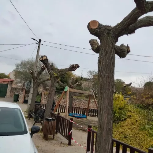 Cuidado de jardines y parcelas en Palencia