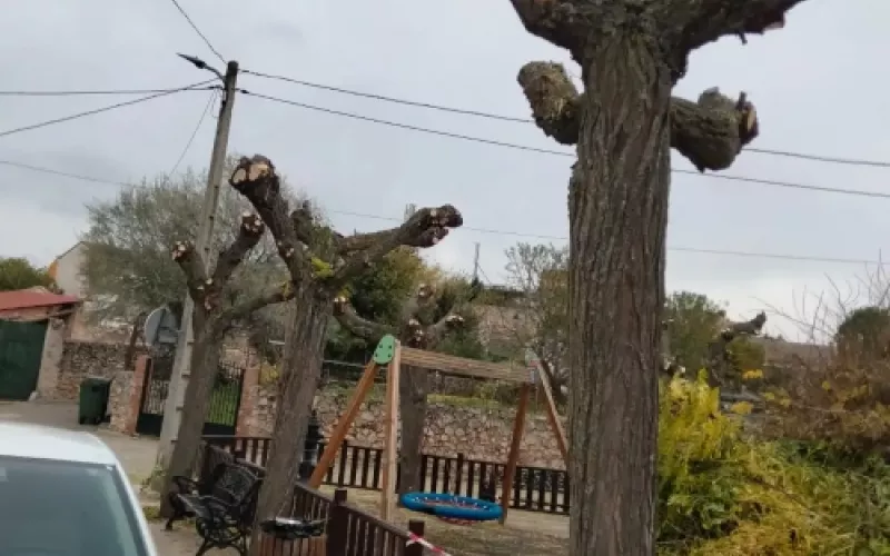 Cuidado de jardines y parcelas en Palencia