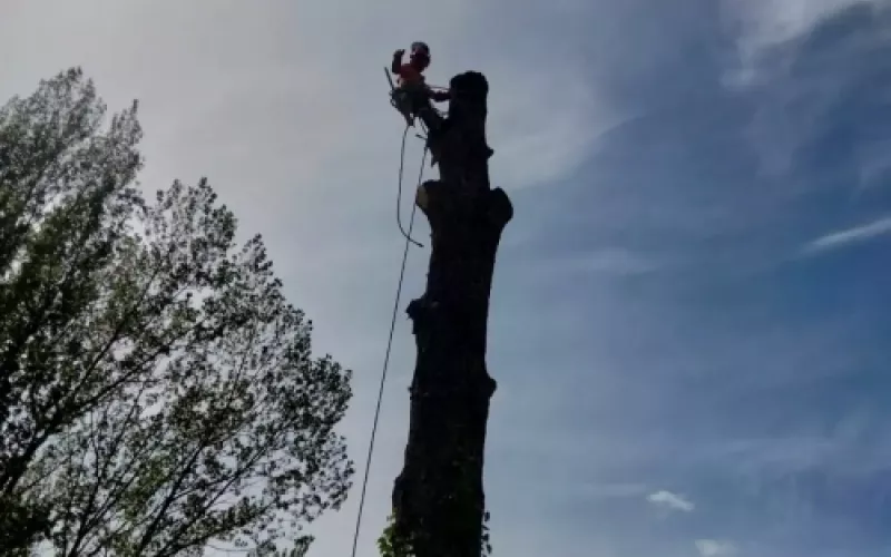 Poda de altura profesional en Palencia para árboles frutales
