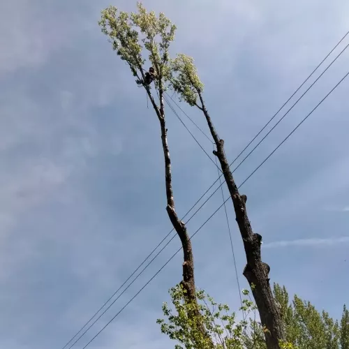 Expertos en poda de altura en Palencia